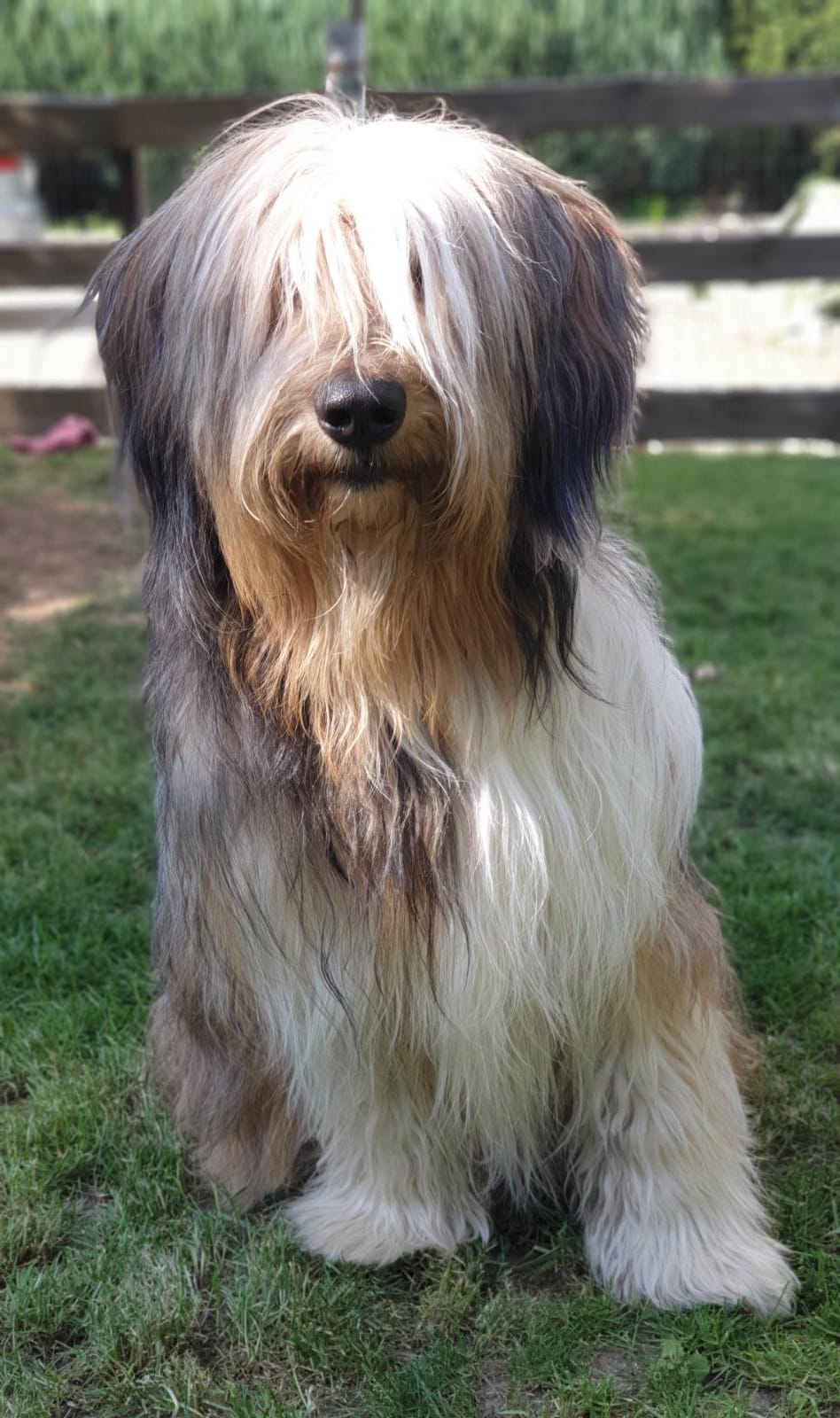 Wäller von der Straubenhalde